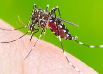 Mosquito Aedes aegypti