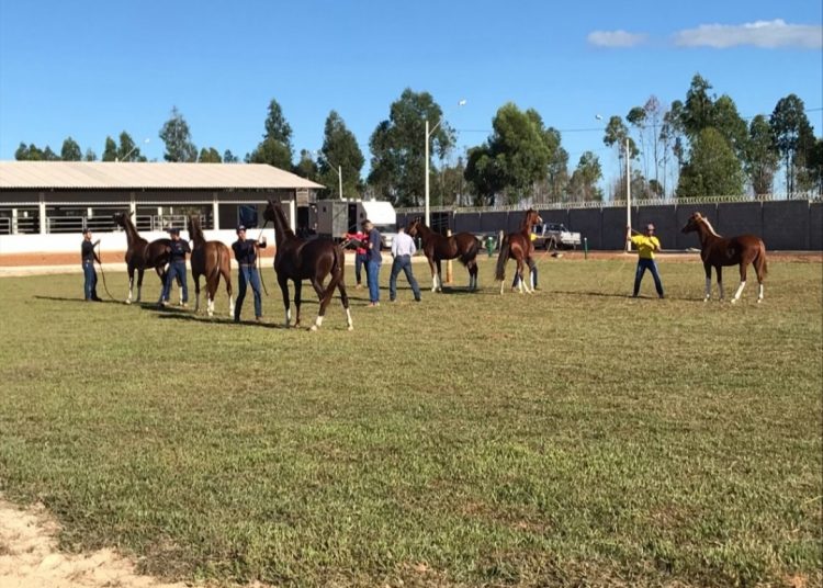 Mangalarga Marchador