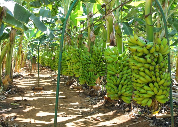banana1