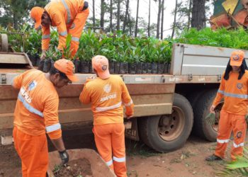 funcionários da prefeitura de Anápolis descarregando mudas de árvores de um caminhão