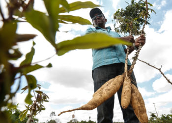 12/11/2018. Credito: Rafael Martins/Divulgacao. Agricultores de mandioca tercerizados pela Ambev em Araripina.