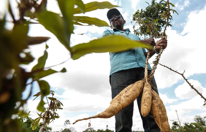 Mandioca e cerveja: uma mistura que deu certo em várias regiões do país.
No Sertão do Araripe o Grupo Ambev lida com agricultores de mandioca injetando milhões de reais na economia regional