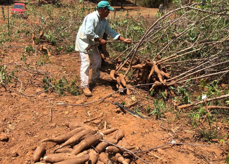 Agricultor familiar do Assentamento Rio Bonito, em Cavalcante, durante compra teste de mandioca pela Ambev para produção de cerveja regional goiana (Foto: Raíssa Rodrigues / Secretaria da Retomada)
