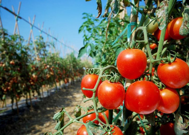 Plantação de Tomate