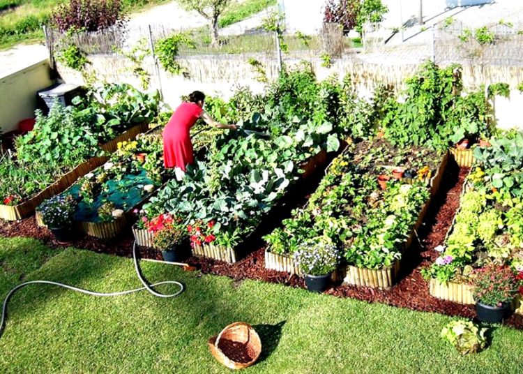 cultivar alimentos