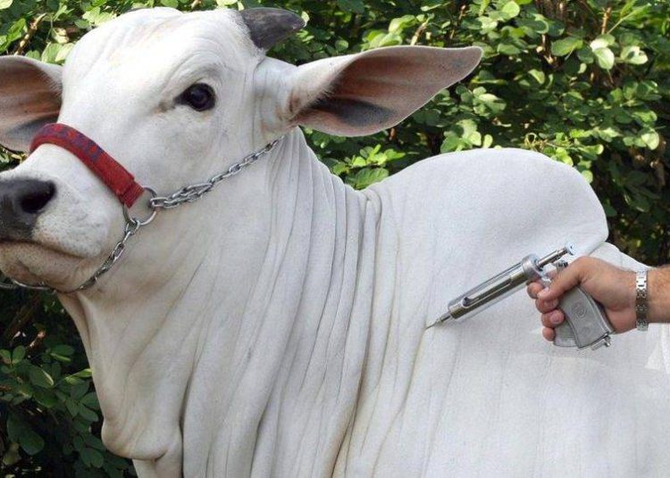 (Foto: Reprodução/ Internet)