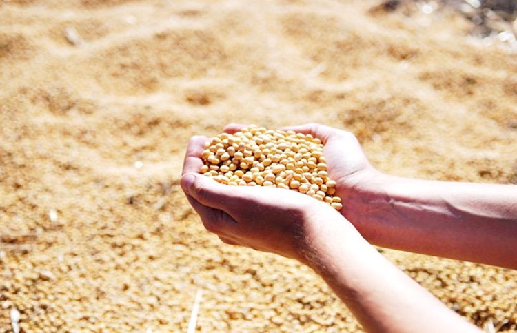 Goiás produzir grãos