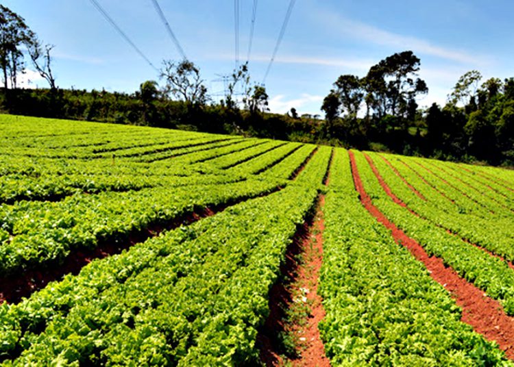 Rota alimento seguro