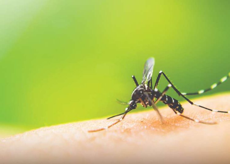 A dengue trata-se de uma doença causada por infecção pelo vírus da família Flaviviridae (Foto: Internet)