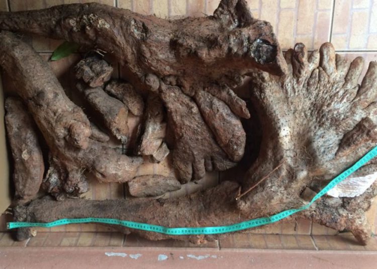 (Foto: Divulgação/g1)