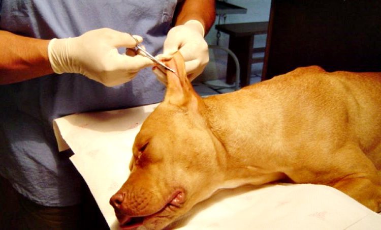 mutilação animal1