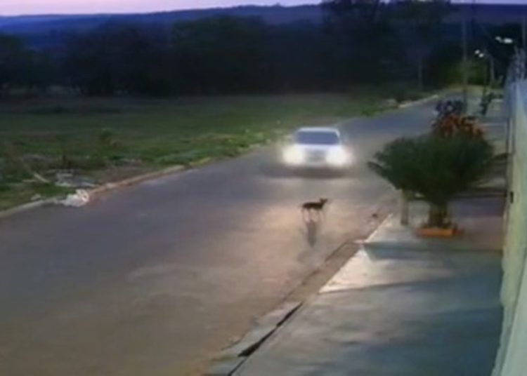(Foto: Reprodução)