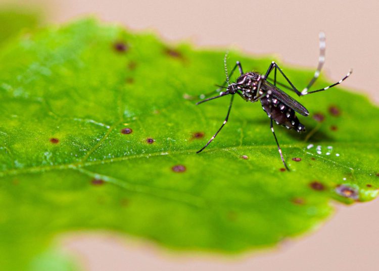 mosquito da dengue em cima de um folha com gotas de sangue