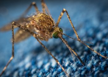 foto de um mosquito da dengue, com fundo azul