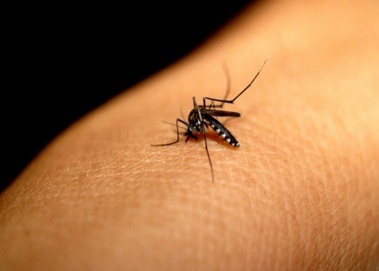 foto de aedes aegypti parado em braço. O mosquito é transmissor da dengue e de outras doenças