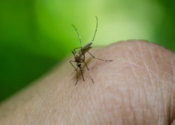 mosquito da dengue, aedes aegypti, sob o dedo de alguém