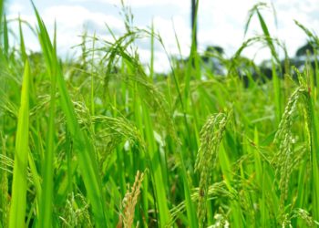 foto de plantação de arroz, um dos alimentos mais consumidos pelo mundo