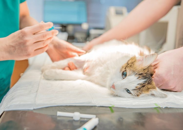 foto de gato em processo de castração