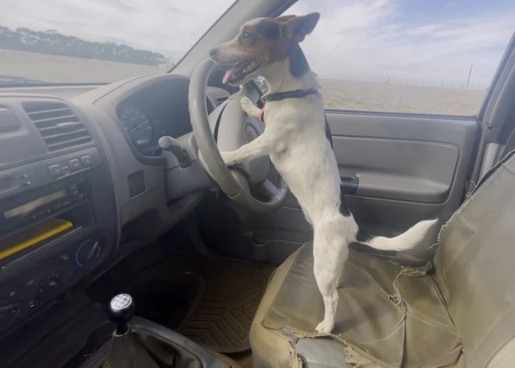 FOTO DO CACHORRO LEXIA COM SUAS PATAS NO VOLANTE DE CAMINHONETE, NA AUSTRÁLIA