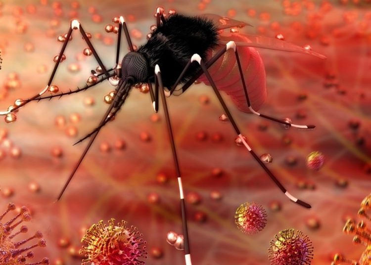 Mosquito aedes aegypti é o causador da dengue, zika e chikungunya