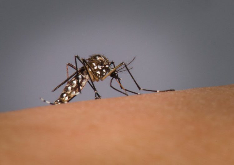 foto do mosquito da dengue