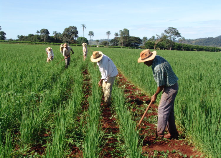 foto de agricultores em plantação de goiás