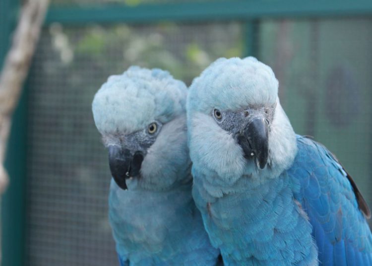 foto dois indivíduos da espécie ararinha-azul