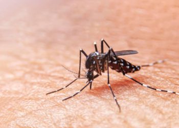 foto do mosquito transmissor da dengue