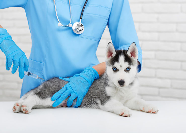 foto de profissional da medicina veterinária em atuação