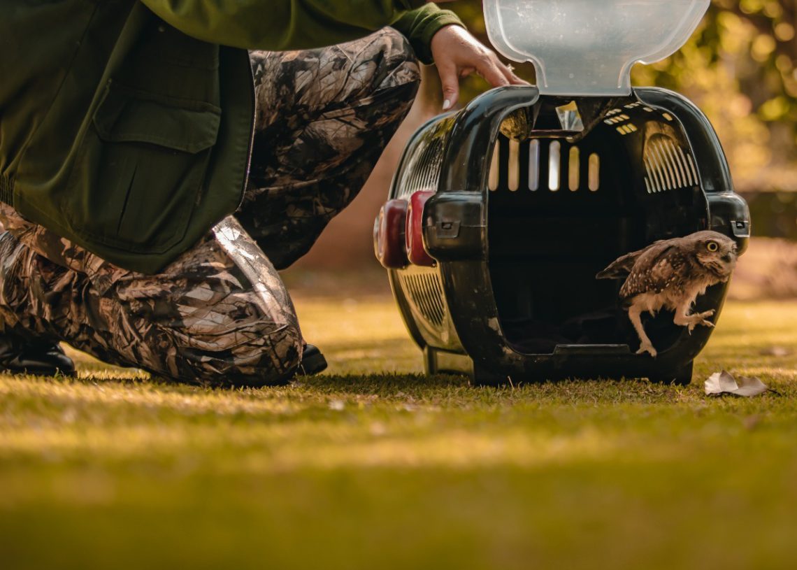 foto de coruja saindo de gaiola para a natureza