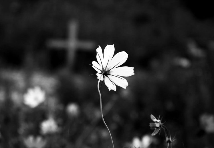 foto em preto e branco com uma flor centralizada