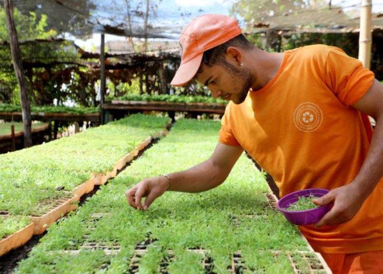 foto de mudas de plantas sendo preparadas em viveiro