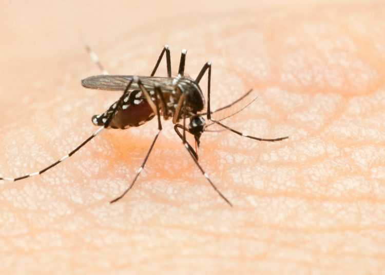 Dengue Goiás