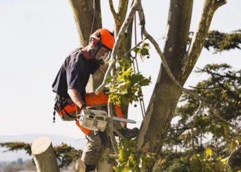 foto de homem realizando poda de árvore