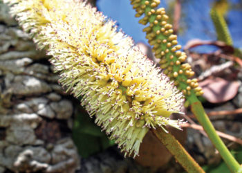 Stryphnodendron-adstringens - Barbatimão