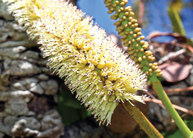 Stryphnodendron-adstringens - Barbatimão