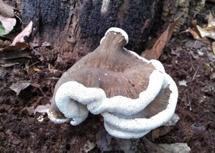 Novo Cogumelo, encontrado pelos pesquisadores da UEG