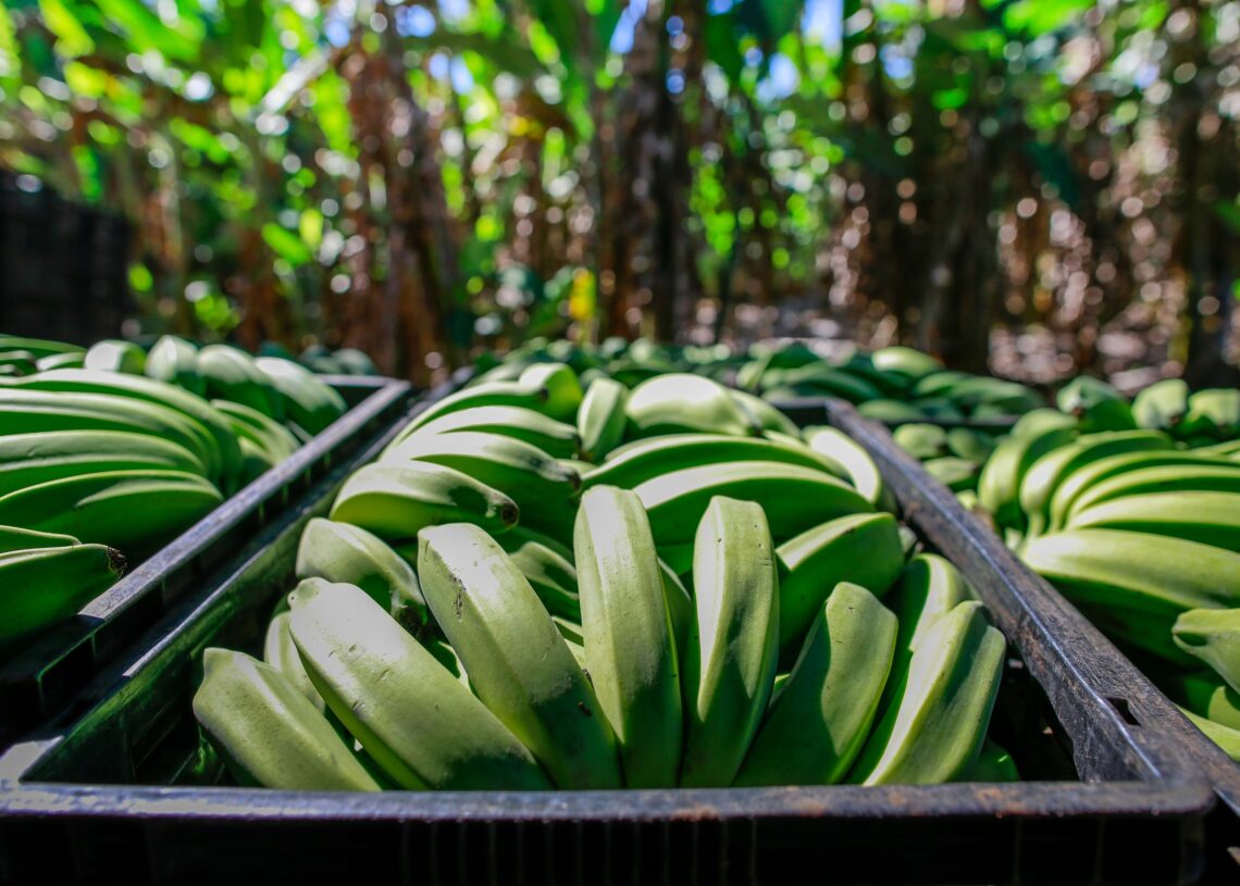 Foto: Wenderson Araujo