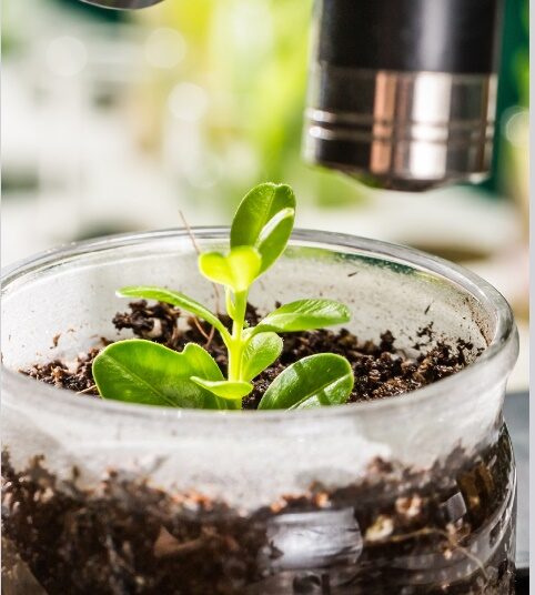 Com uso de tecnologia, plantas terão mais proteção e produtividade