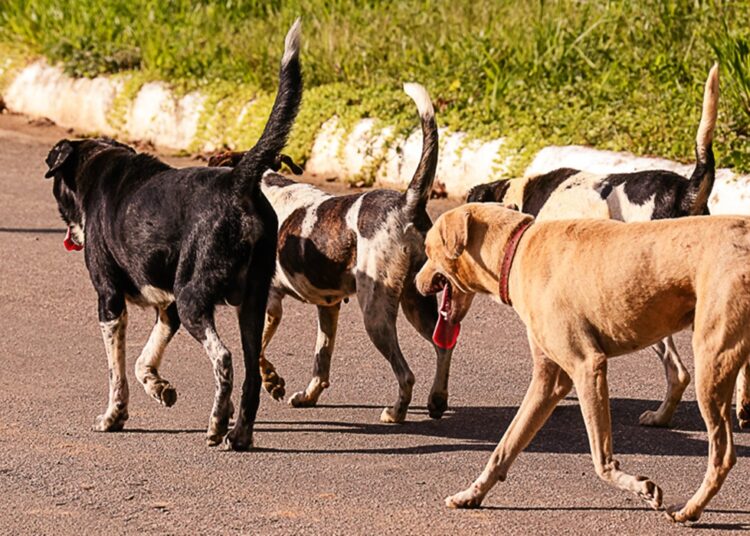 Animais errantes