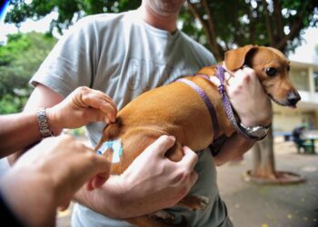 Cachorro é vacinado contra raiva. Foto: Marcelo Camargo / Agência Brasil