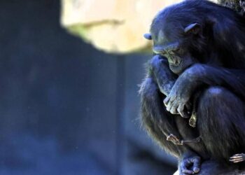 A chimpanzé Natalia perdeu o filhote após 14 dias do nascimento. Imagem: REUTERS