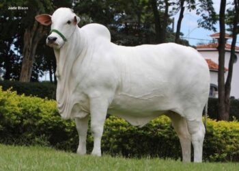 Viatina-19, vaca mais cara do mundo é de origem goiana / FIV Mara Móveis
Foto: Jadir Bison