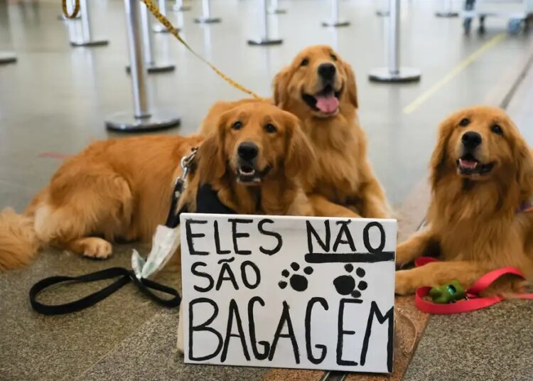 Imagem: Fábio Rodrigues Pozzebom/Agência Brasil