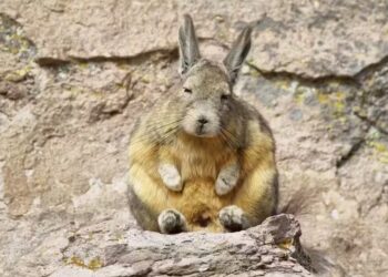 A viscacha, mamífero natural da América do Sul — Foto: Getty Images