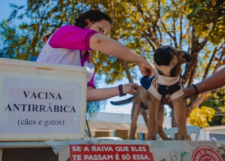 No dia 28 de setembro, o "Dia D" de vacinação acontecerá das 8h às 17h, com 70 postos distribuídos pela cidade, que serão divulgados posteriormente. Imagem: Divulgação/Prefeitura de Anápolis.