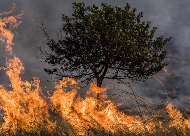 À medida que as mudanças climáticas aumentam as temperaturas globais, os incêndios florestais se tornarão mais intensos, comuns e duradouros. Imagem: National Geographic Brasil.