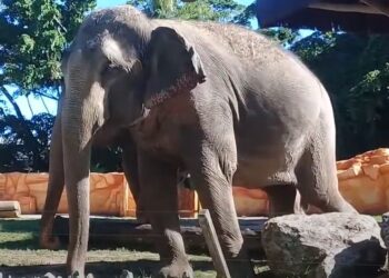 Elefanta Baby no zoológico do Beto Carrero. Imagem: Reprodução/YouTube