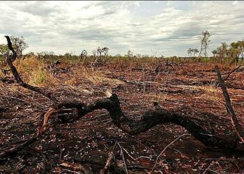 Devastação no cerrado goiano é motivo de alerta