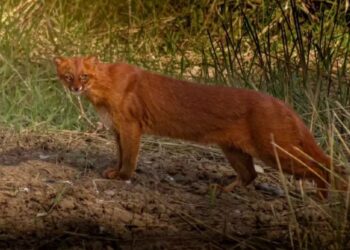 Animal raro é flagrado por bióloga – Foto: Instagram/Reproduçãop/ND